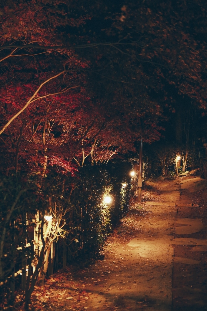 f:id:tomo-camera:20181205224535j:plain f:id:tomo-camera:20181205224535j:plain
