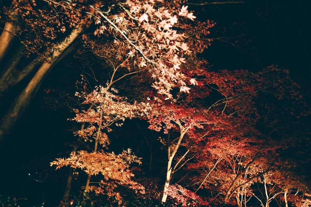 f:id:tomo-camera:20181205231651j:plain f:id:tomo-camera:20181205231651j:plain