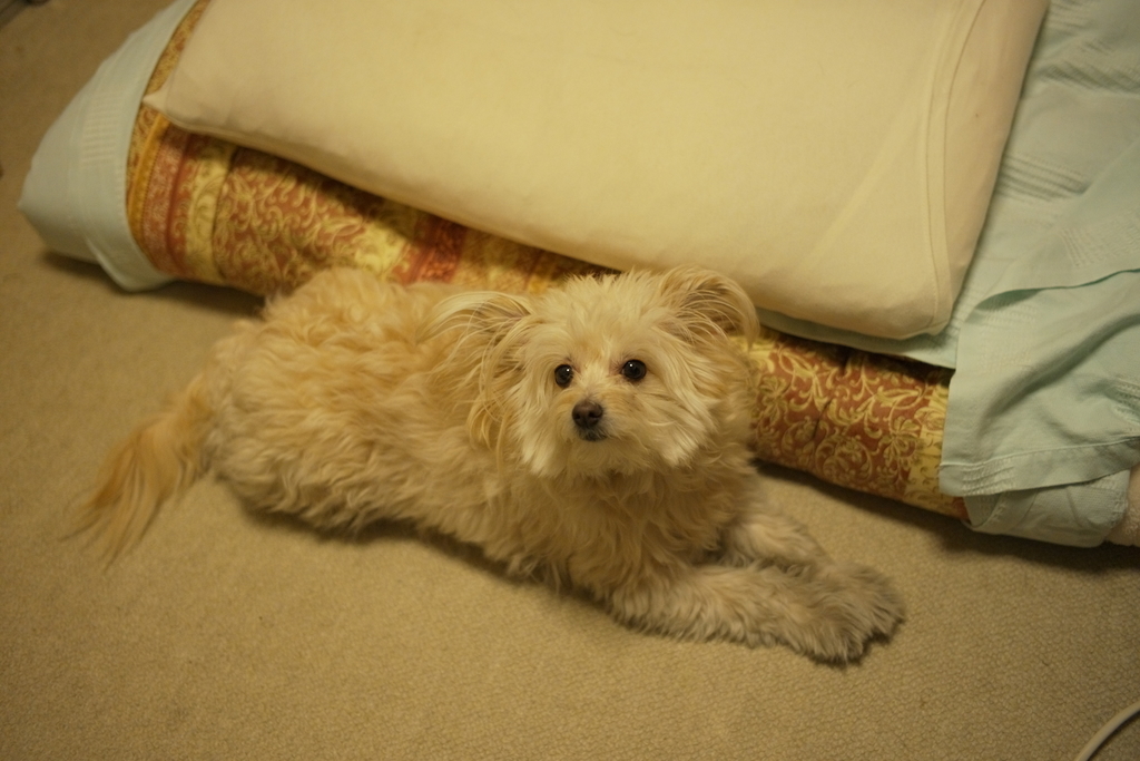 f:id:tomo-camera:20190107002651j:plain f:id:tomo-camera:20190107002651j:plain