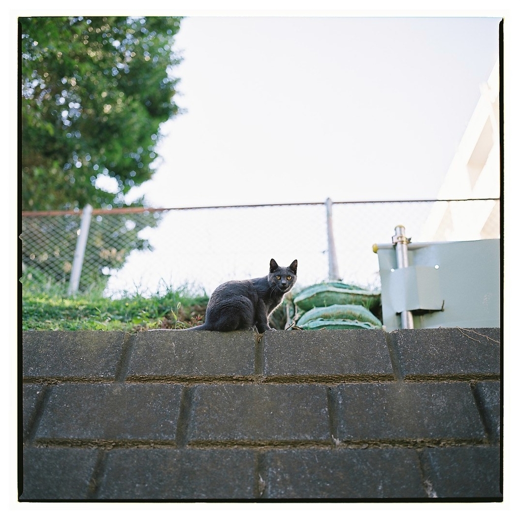 f:id:tomo-camera:20190107005914j:plain f:id:tomo-camera:20190107005914j:plain