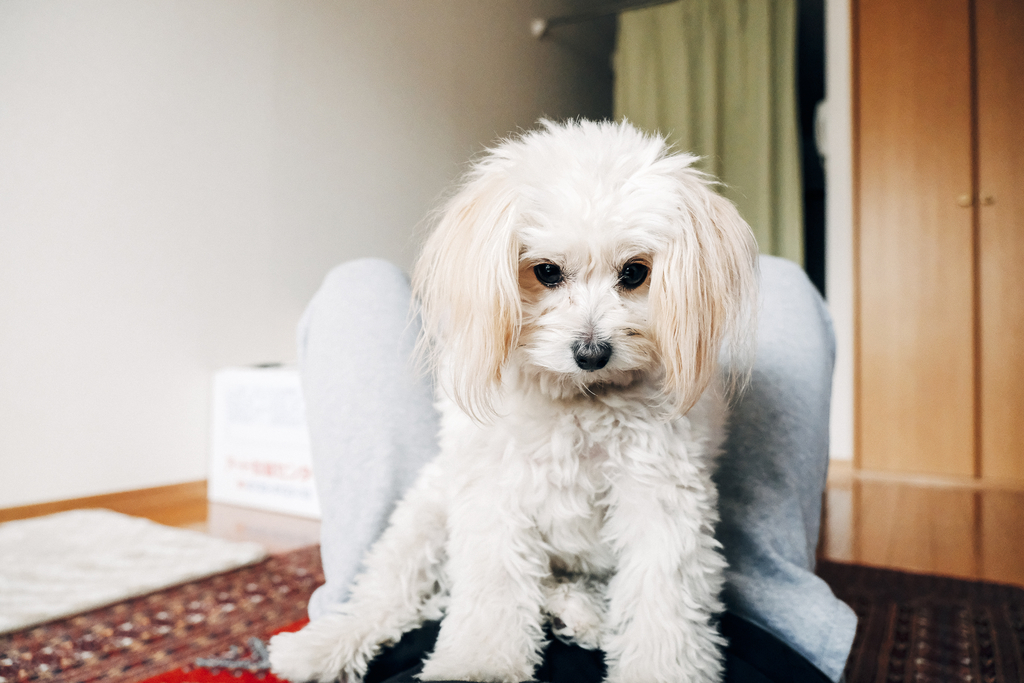 f:id:tomo-camera:20190107114810j:plain f:id:tomo-camera:20190107114810j:plain