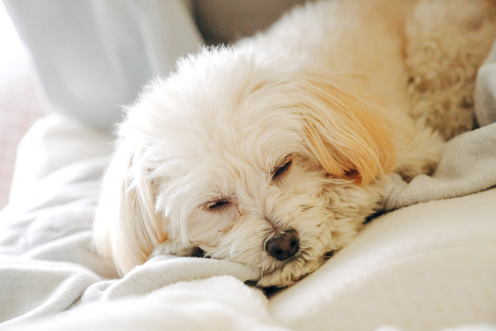 f:id:tomo-camera:20190107114837j:plain f:id:tomo-camera:20190107114837j:plain