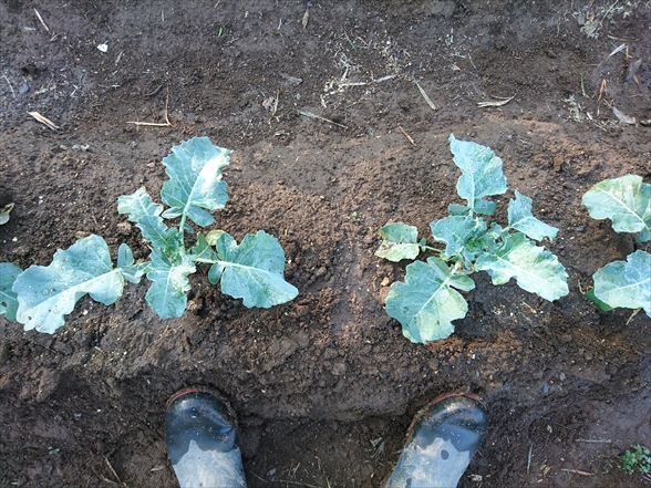 f:id:tomo-saien:20200530173720j:plain