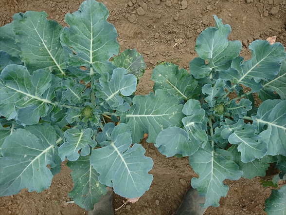 f:id:tomo-saien:20200530173733j:plain