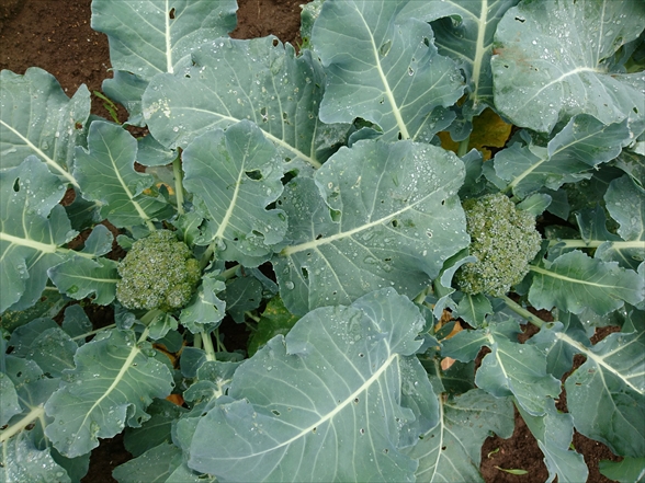 f:id:tomo-saien:20200530173736j:plain