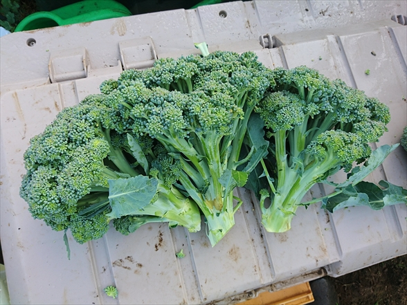 f:id:tomo-saien:20200530173746j:plain