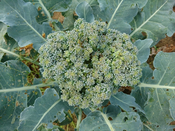 f:id:tomo-saien:20200607053446j:plain