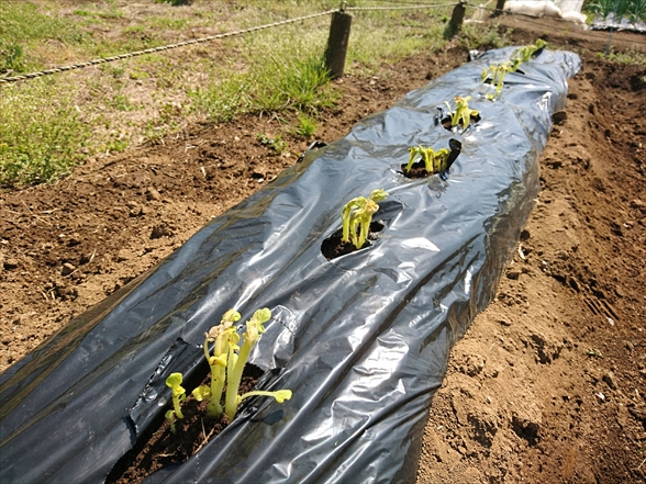 f:id:tomo-saien:20200628052007j:plain