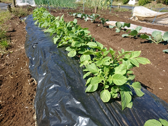 f:id:tomo-saien:20200628052009j:plain