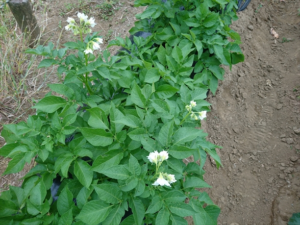 f:id:tomo-saien:20200628052015j:plain