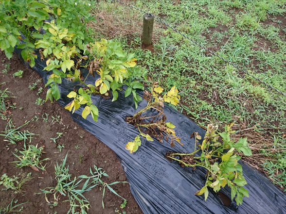 f:id:tomo-saien:20200628052018j:plain