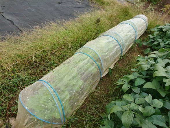 f:id:tomo-saien:20210403193822j:plain