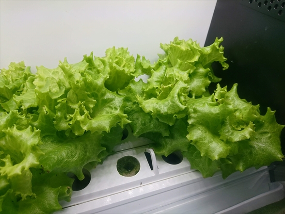 f:id:tomo-saien:20210411200618j:plain