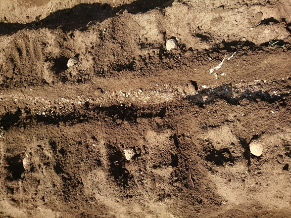 f:id:tomo-saien:20210604051212j:plain