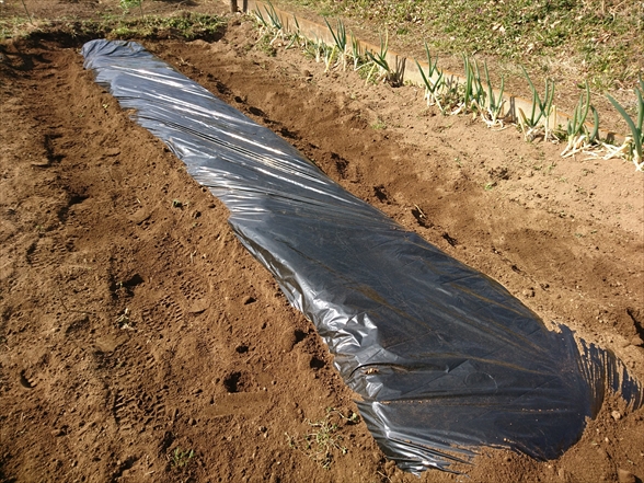 f:id:tomo-saien:20210604051215j:plain