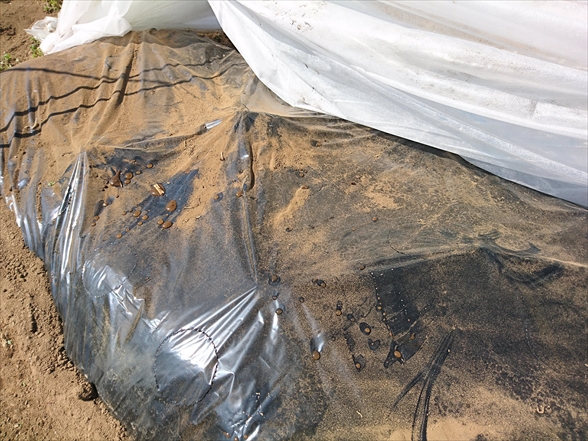 f:id:tomo-saien:20210604051218j:plain