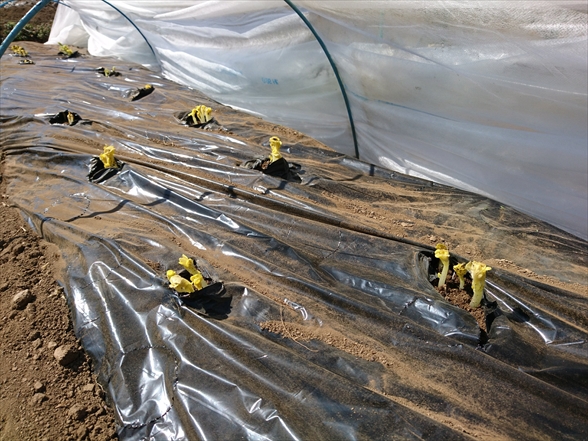 f:id:tomo-saien:20210604051221j:plain