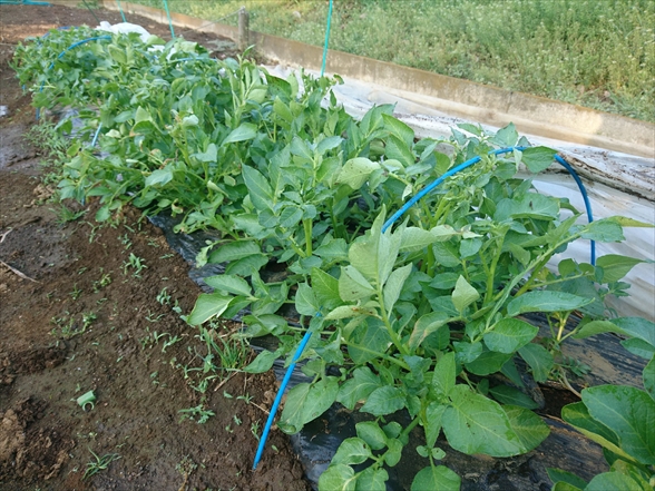 f:id:tomo-saien:20210604051228j:plain