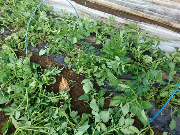 f:id:tomo-saien:20210604051234j:plain