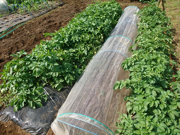 f:id:tomo-saien:20210604051240j:plain