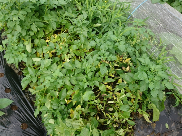 f:id:tomo-saien:20210604051243j:plain