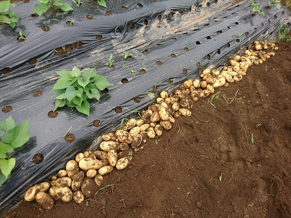 f:id:tomo-saien:20210604051255j:plain