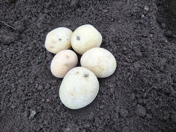 f:id:tomo-saien:20210613145111j:plain