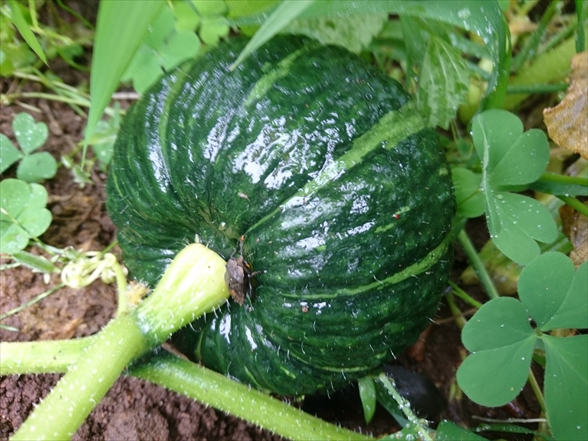 f:id:tomo-saien:20210818112625j:plain