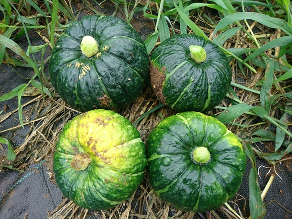 f:id:tomo-saien:20210818112628j:plain