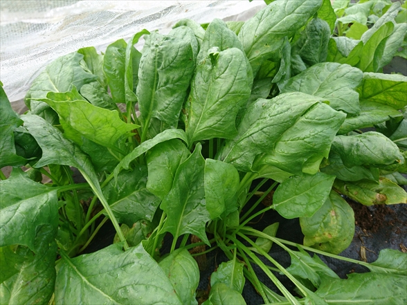 f:id:tomo-saien:20211009195902j:plain