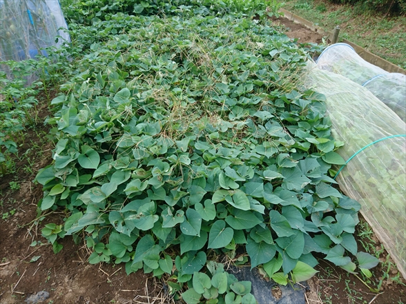 f:id:tomo-saien:20211010194039j:plain