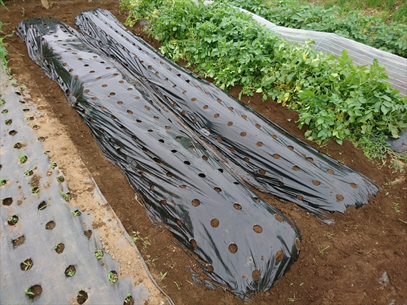 f:id:tomo-saien:20211010194100j:plain