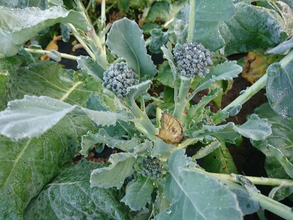 f:id:tomo-saien:20211119182903j:plain