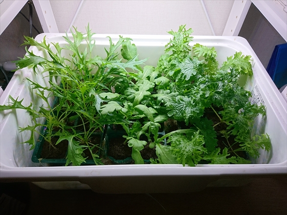 f:id:tomo-saien:20220104171351j:plain