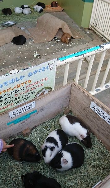 f:id:tomo-sankaku:20190105013512j:plain:w250