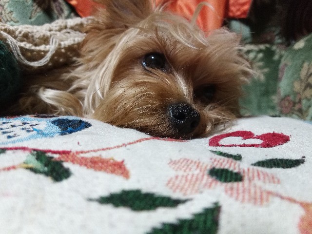 f:id:tomo456ch:20191120033650j:image f:id:tomo456ch:20191120033650j:image