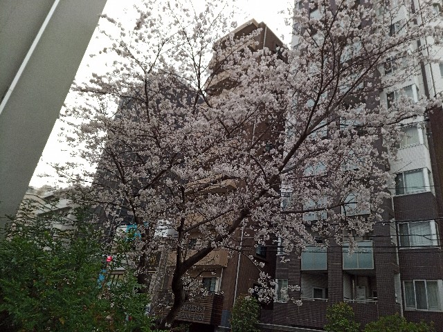 f:id:tomo456ch:20200323204517j:plain