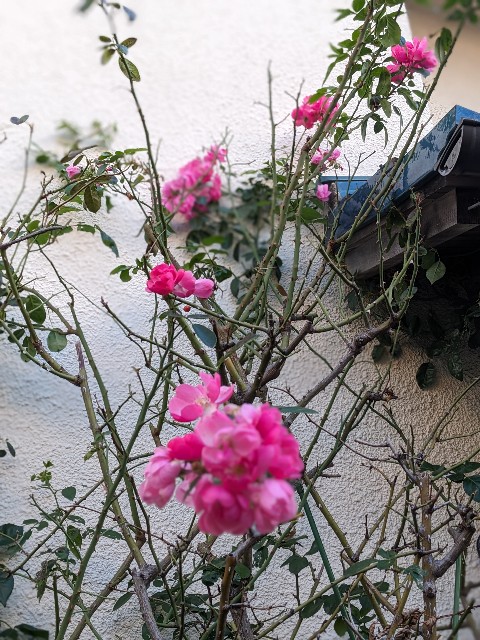 f:id:tomo456ch:20231219163846j:image