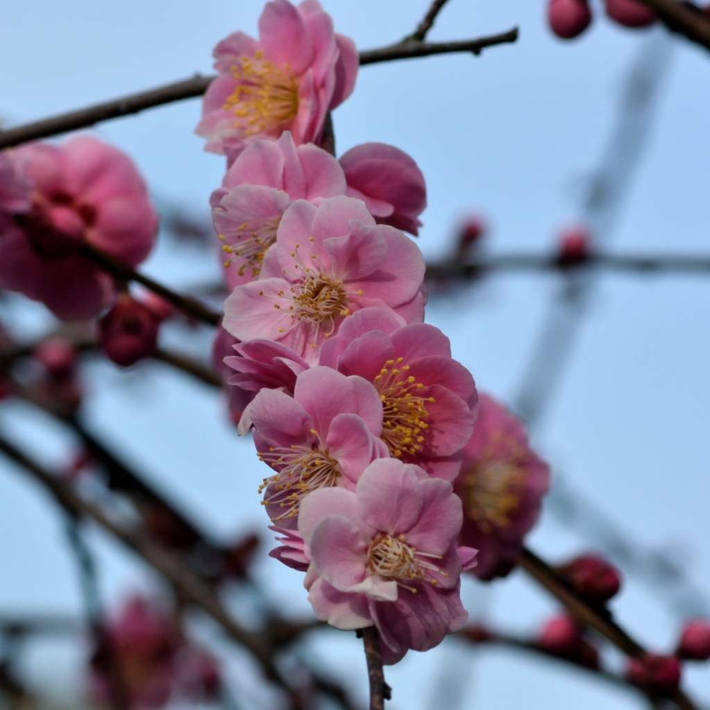 f:id:tomo508:20170304160802j:plain