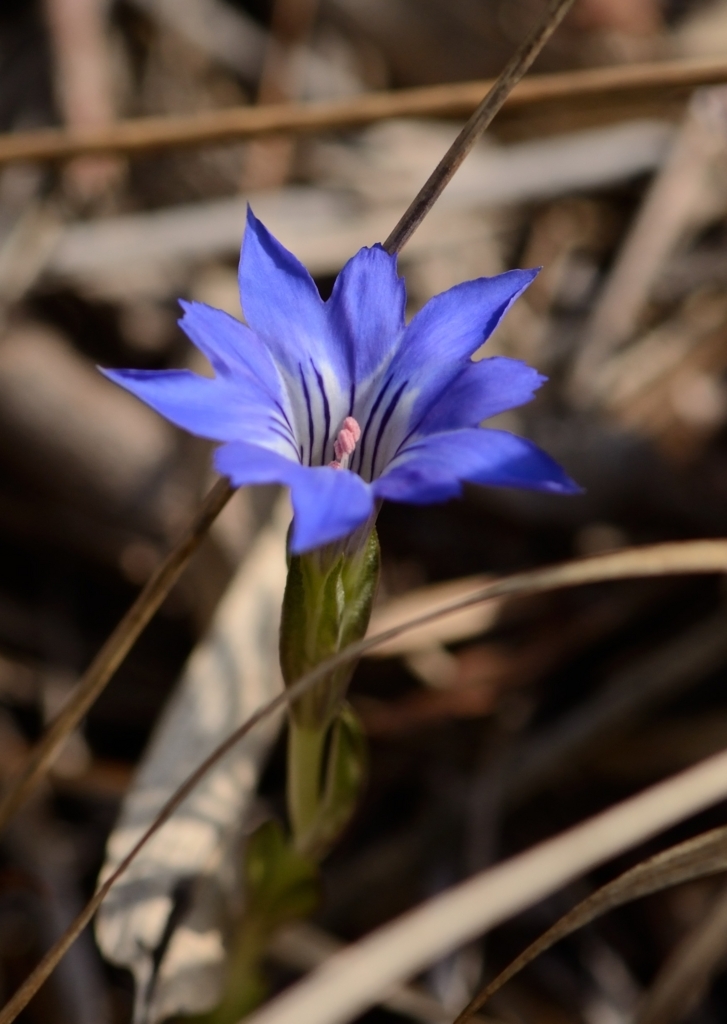f:id:tomo508:20180401162836j:plain