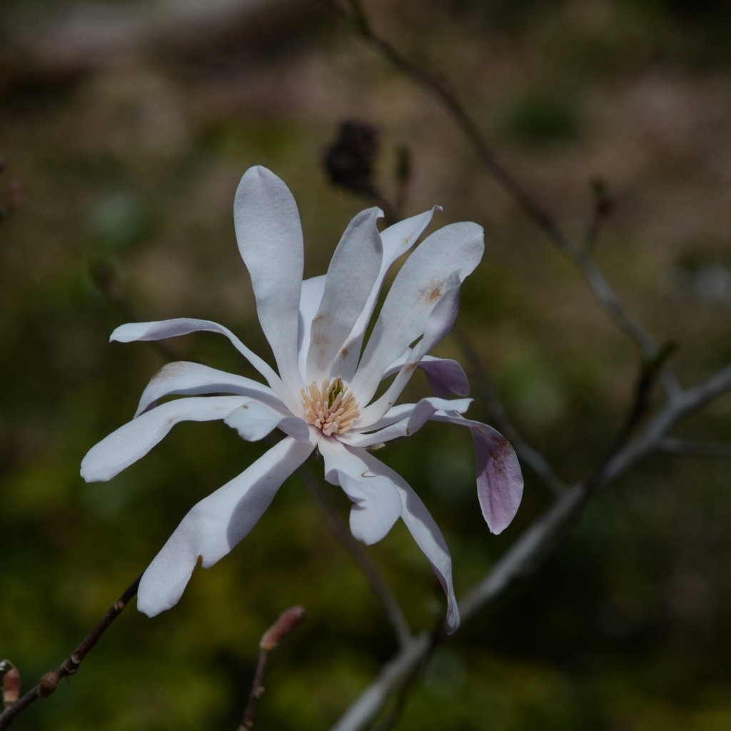 f:id:tomo508:20180401163526j:plain