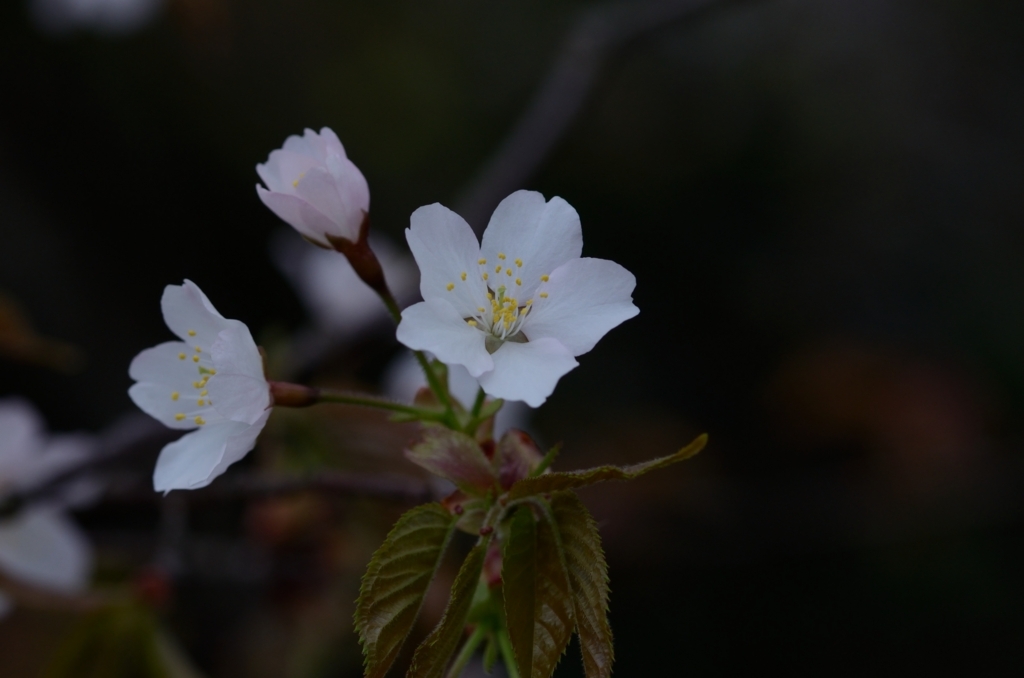 f:id:tomo508:20180407152132j:plain