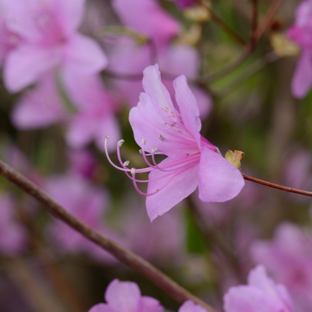 f:id:tomo508:20180408145801j:plain
