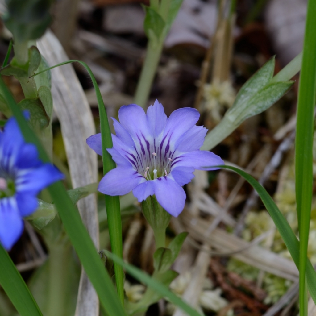 f:id:tomo508:20180430161324j:plain f:id:tomo508:20180430161324j:plain