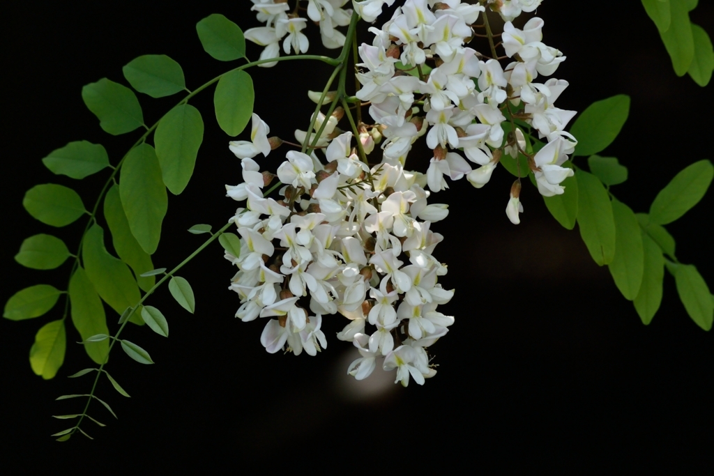 f:id:tomo508:20180504155704j:plain f:id:tomo508:20180504155704j:plain