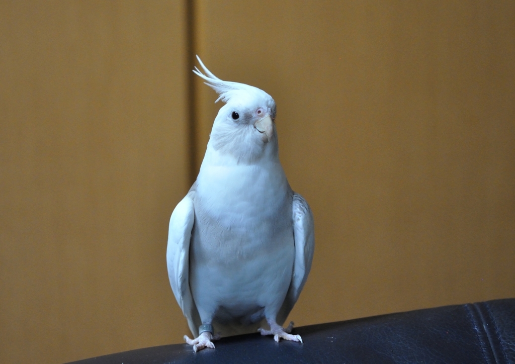 f:id:tomo508:20180707142356j:plain f:id:tomo508:20180707142356j:plain
