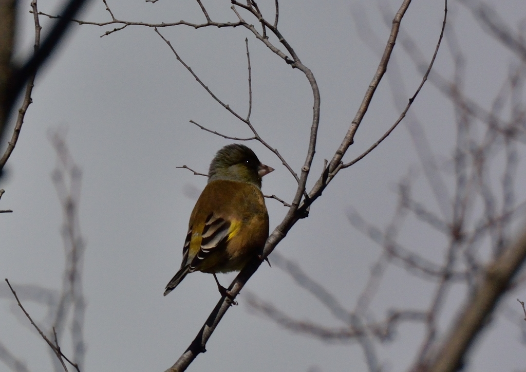 f:id:tomo508:20181224150305j:plain f:id:tomo508:20181224150305j:plain