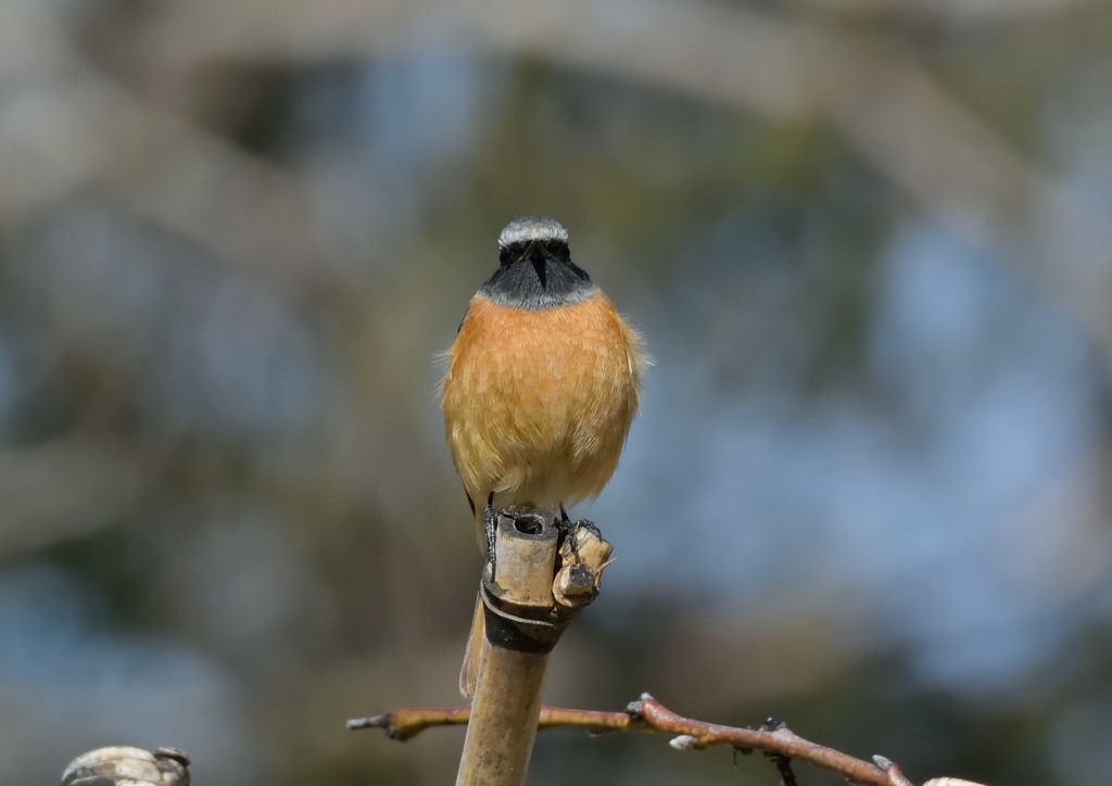 f:id:tomo508:20190217151557j:plain f:id:tomo508:20190217151557j:plain