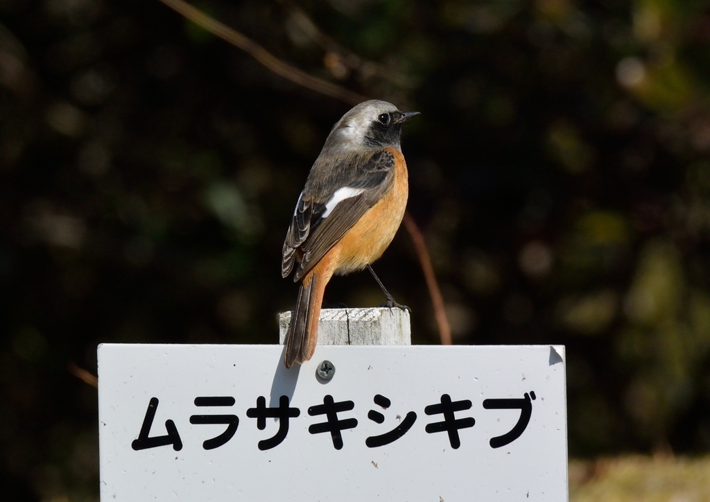 f:id:tomo508:20190217151612j:plain f:id:tomo508:20190217151612j:plain