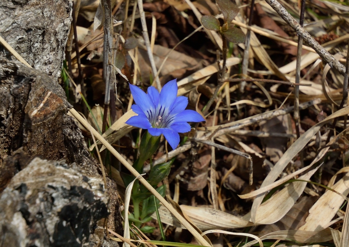 f:id:tomo508:20190316155632j:plain